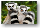 Pacchetto Madagascar: volo + mare + tour da 1499 euro + tasse