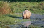 Rinoceronte nel Chitwan National Park, NEPAL, di Adolfo Carli