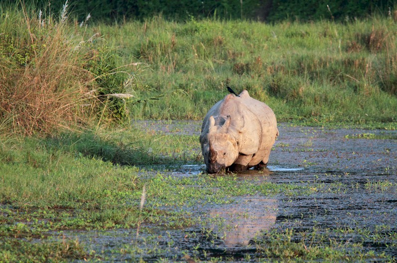 Viaggiare Rinoceronte in NEPAL, di Adolfo Carli