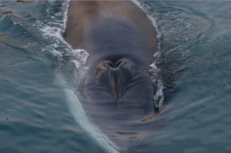 Viaggiare Balena a Portoferraio, di Massimo Taddei