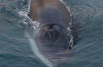 Balena nel porto di Portoferraio, di Massimo Taddei