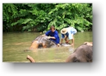 Una vita da mahout, l'uomo degli elefanti