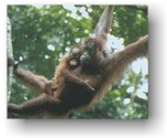 Nasi di scimmia tra Romagna e Borneo